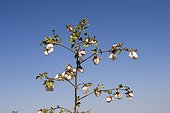 Cotton Plant - Little Rann of Kutch India