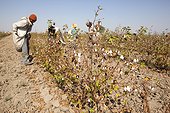 Cotton harvest - Little Rann of Kutch India