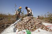Cotton harvest - Little Rann of Kutch India