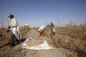 Cotton harvest - Little Rann of Kutch India