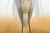 Great Egret plumage - Hungary