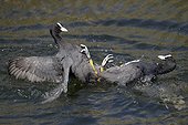 Coots territorial fight on water - Luxembourg