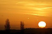 Common Cranes migratory flight at dawn - Der Lake France 