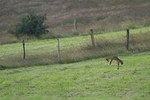 Red fox hunting in a meadow - Alsace France 