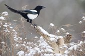 Eurasian Magpie on a branch in winter - France