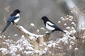Eurasian Magpies on a branch in winter - France