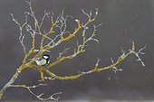 Great Tit on a branch in winter - France