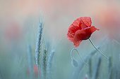 Poppy flower in a field of barley - Alsace France