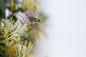 Olive Bee Hawk moth pollinating Honeysuckle - France