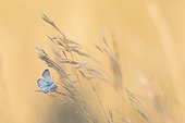 Male Chalkhill Blue on spikelets at dawn - France