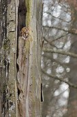 Tawny Owl in a trunk in winter - Luxembourg