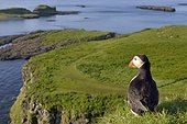 Atlantic Puffin at the top of the clif- Lunga Inner Hebrides ; at the top of the cliff