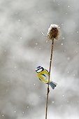 Blue tit in dry teasel in winter - Lorraine France