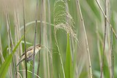 Eurasian Reed warbler on reed - Luxembourg ; in search of nest building materials 