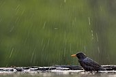 Male blackbird bath - Hungary
