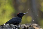 Black Woodpecker female drinking trough - Hungary 