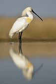 Eurasian Spoonbill in wait on a pond at dawn - Hungary