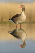 Greylag Goose in a pond at dawn - Hungary