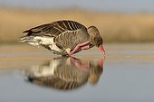 Greylag Goose grooming in a pond at dawn - Hungary