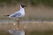 Black-headed Gull in a pond at dusk - Hungary