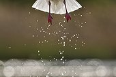 Black-headed Gull flying away a pond - Hungary