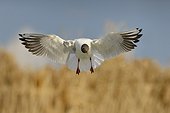 Black-headed gull in flight over a pond - Hungary