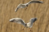 Black-headed gulls in flight over a pond - Hungary