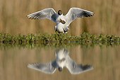 Seagulls mating on the bank - Hungary