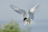 Arctic Tern in flight - England UK  ; Hover defense of its territory
