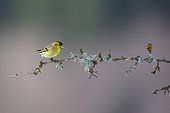 Siskin male on a branch in winter - Vosges France