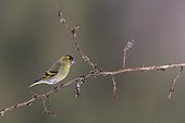 Siskin male on a branch in winter - Vosges France