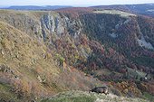 Alpine Chamois in autumn - Hohneck Vosges France