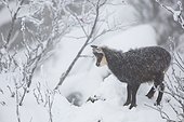 Alpine Chamois in snow in winter - Vosges France