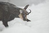 Alpine Chamois in snow in winter - Vosges France