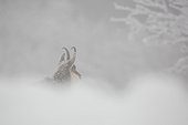 Alpine Chamois in snow in winter - Vosges France