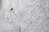 Bullfinch on a branch in winter - Vosges France
