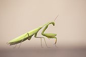 Praying mantis female on ground - Alsace France  ; Limestone hills 