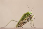 Praying mantis female eating a Cricket - Alsace France  ; Limestone hills 