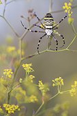 Wasp Spider suspended in flowers - Alsace France  ; Limestone hills 
