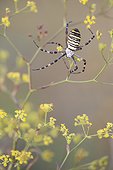 Wasp Spider suspended in flowers - Alsace France  ; Limestone hills 
