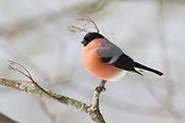 Bullfinch male on a branch in winter - Vosges France