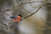 Bullfinch male on a branch in winter - Vosges France