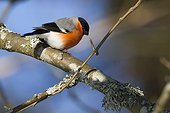 Bullfinch male on a branch in winter - Vosges France