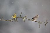 Hawfinch and Greenfinch in winter - Vosges France