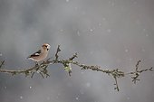 Hawfinch on a branch in winter - Vosges France