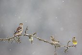 Hawfinch and Greenfinch on branch in winter - Vosges France