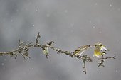 Greenfinches on branch in winter - Vosges France