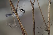 Marsh Tit on a rod in winter - Vosges France