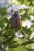 Common cockchafer on flowers in spring - Kaiserstuhl Germany