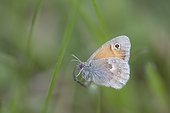 Small Heath in spring - Alsace France